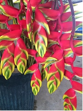 Heliconia Rostrata