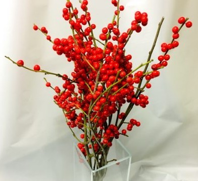 ILEX Verticillata 35cm