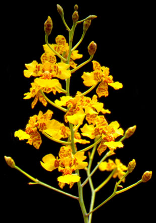 Dendro Oncidium 65cm