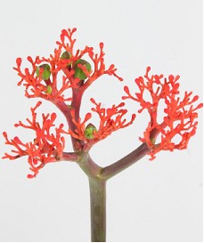 Jatropha Roja 45cm