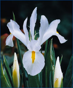 Iris Casablanca 60cm