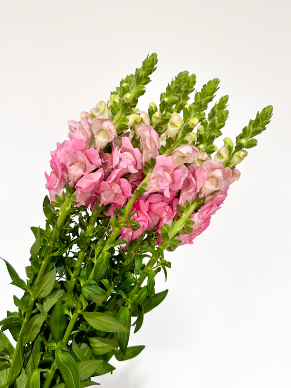 Antirrhinum Nac. Rosa 80cm