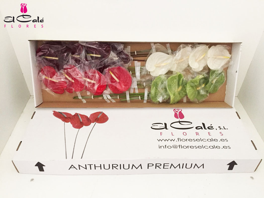 Anthurium Nac. Mixto 11  "CC16"