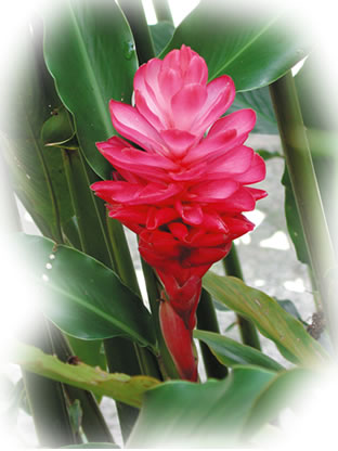 Heliconia Ginger Rojo x5