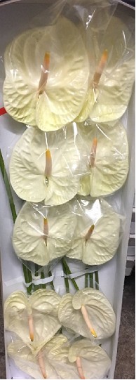 Anthurium Nac. Champany x16