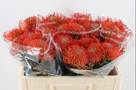 Protea Nutans Succession Roja 50cm