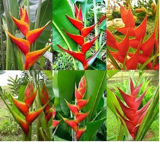 Heliconia Recta Mixta "L"