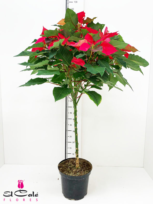 P. Poinsetia Nac. Arbol 22/120cm