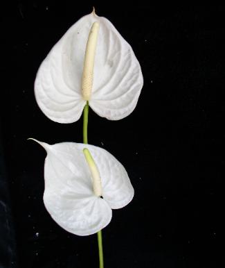 Anthurium Nac. Presence x16