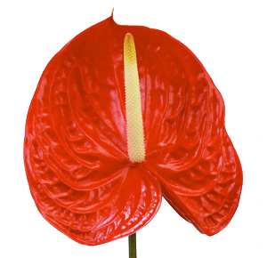 Anthurium Nac. Tropical x16