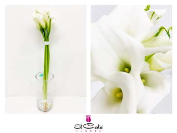 Calla Crystal Blush 70cm