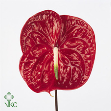 Anthurium Hol. Calisto 13  "CC12"