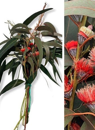 Eucalipto Alargado Flor Tintada Roja