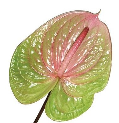 Anthurium Hol. Danielle 13  "CC12"