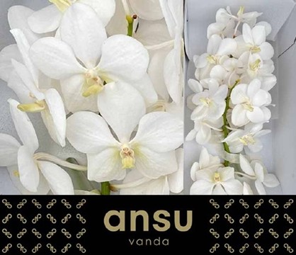 Vanda Tayan Opal White x25