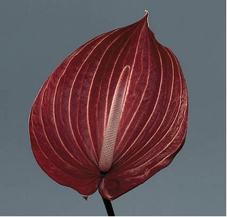 Anthurium Hol. Safari 13  "CC12"