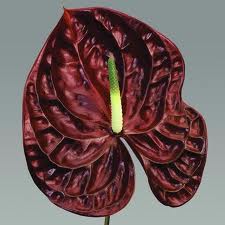 Anthurium Nac. Tropic Night 11  "CC16"