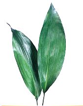 Aspidistra 90cm