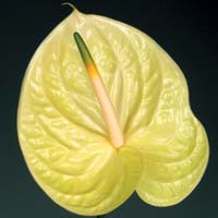 Anthurium Hol. Marysia 15  "CC10"