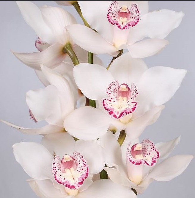 Cymbidium Snowbird 80cm Bl.