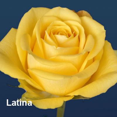 Rosa Ecu. Latina 60cm