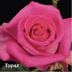 Rosa Ecu. Topaz 60cm