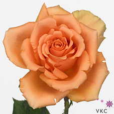 Rosa Ecu. High Orange 50cm