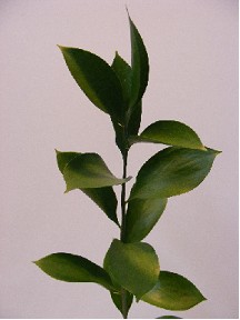 Ruscus 70cm "x50 tallos"