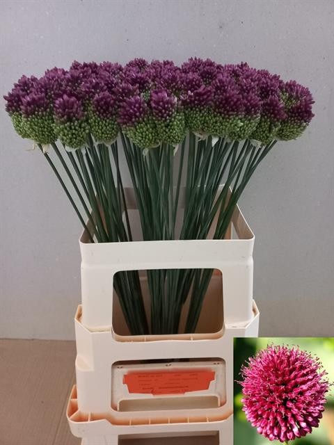 Allium Sphaerocephalon 70cm x10