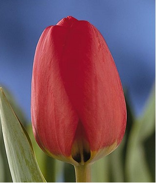 Tulipan Nac. Rojo