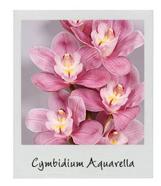 Cymbidium Aquarella 80cm