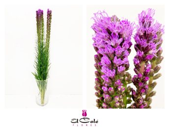 Liatris Hol. 80cm