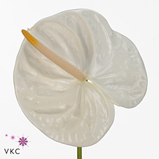 Anthurium Hol. Acropolis 15  "CC10"