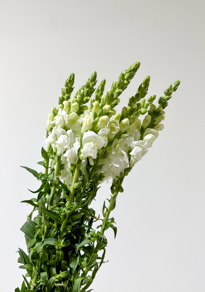 Antirrhinum Nac. Blanco 80cm