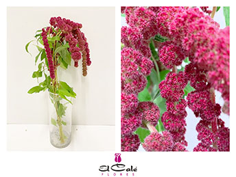 Amaranthus Hol. Rosary 80cm x10