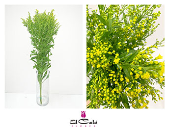 Solidago G. Glory 70cm 35gr "T25"