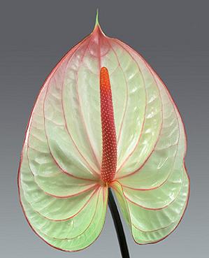 Anthurium Nac. Fantasia x12