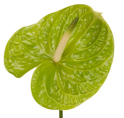 Anthurium Nac. Midori x12