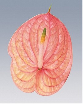 Anthurium Hol. Nunzia 11  "CC16"