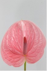 Anthurium Hol. Pink Christina Rosa 13  "CC12"