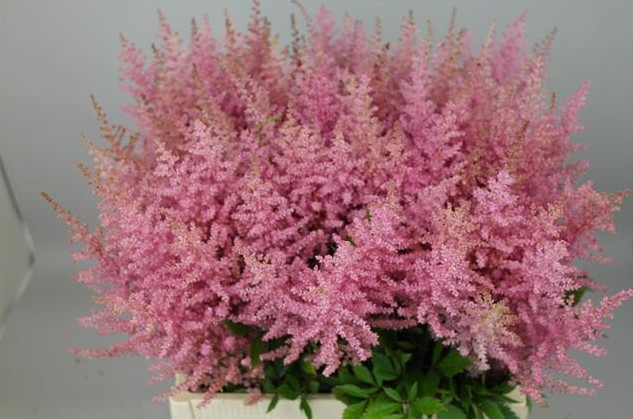 Astilbe Erika 60cm x10