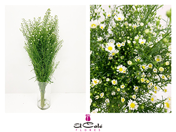 Aster Hol. Monte Cassino 80cm 40gr x25