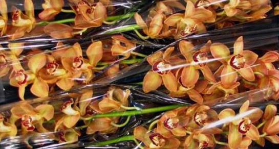 Cymbidium Charly Brown 80cm Nj.