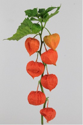 Physalis Naranja 60cm x10