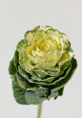 Brassica Nac. Blanca Purpurina Oro