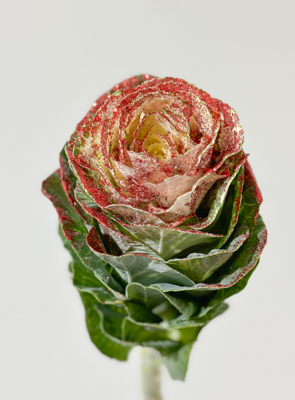 Brassica Nac. Blanca Purpurina Rojo