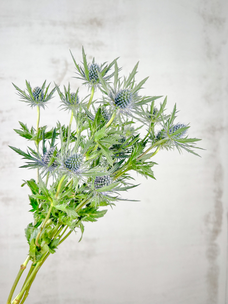 Eryngium Hol. Orion Qstar 50cm "T10"