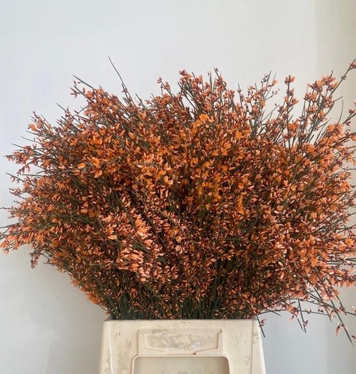 Ginestra Tintada Naranja 70cm 400gr