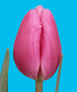 Tulipan Hol. Jumbo Pink 40cm