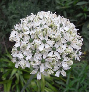 Allium Nigrum 50cm x10 Blanco